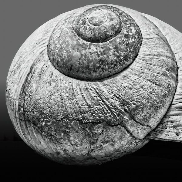 Oud slakkenhuis van Frank Heinz