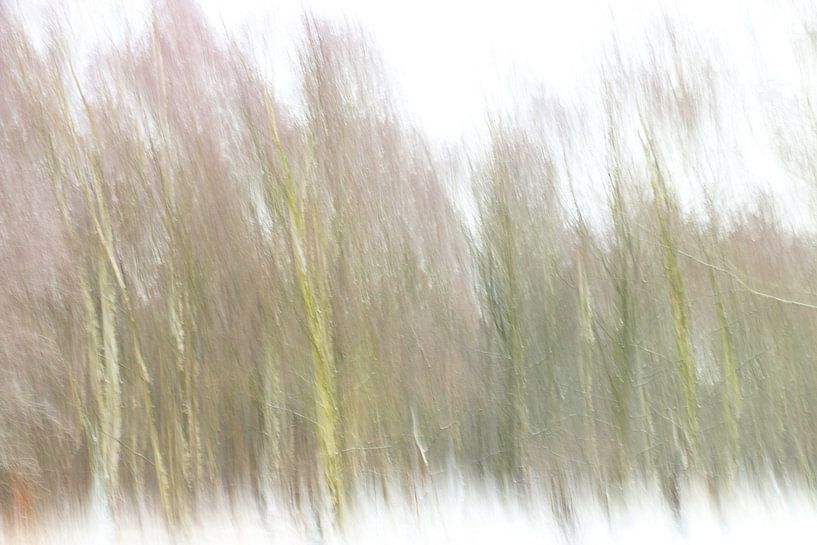 Berkenbomen 2 par eddy Peelman