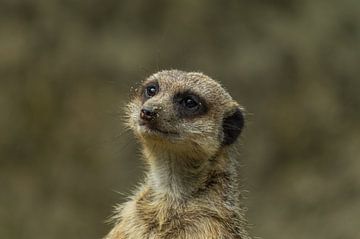 Schattig stokstaartje van Patrick Verhoef