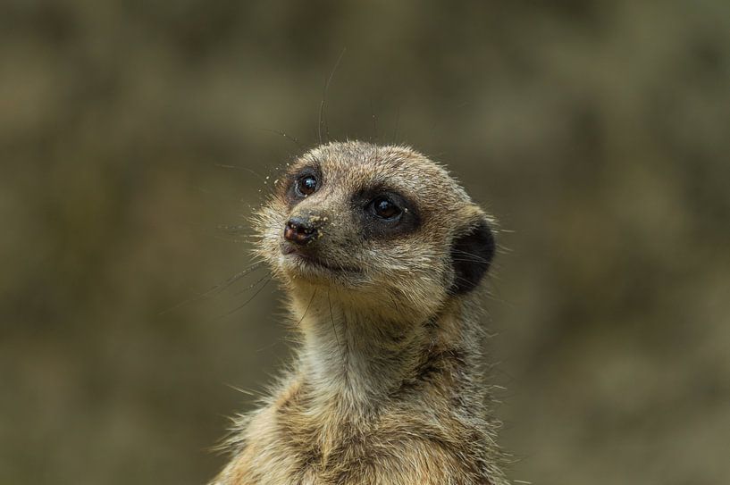 Suricate doux par Patrick Verhoef