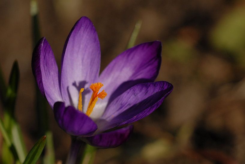 Krokus van Rafael Delaedt