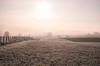 Frozen fields