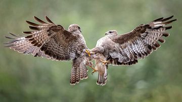 Clash of the titans... van Arno van Zon