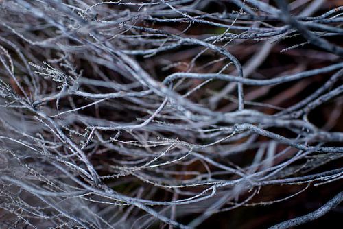 Wurzeln einer Heidepflanze - Botanisches Interieur
