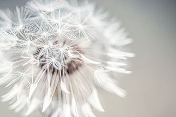 Soft Dandelion by Roosmarijn Bruijns
