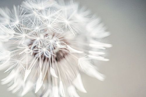 Soft Dandelion