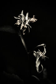 Dark Flowers In Summer - #07 by The Olm