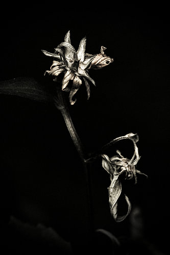 Fleurs sombres en été - n° 07