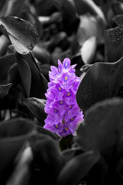 Hyacinth bloem Indonesië van Wijnand Rook
