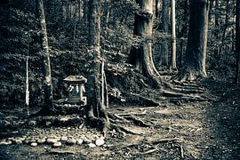 Het Sugi-pad – Kumano Kodo in het ochtendlicht