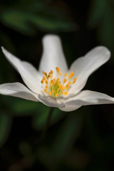Anemone by Thomas Jäger