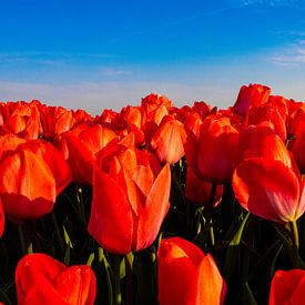 Veld met rode tulpen van Yvonne Verlaan