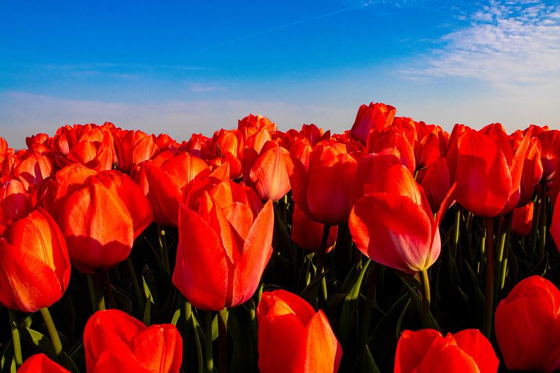 Feld mit roten Tulpen von Yvonne Verlaan