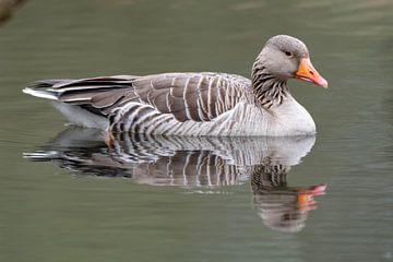 Gans van Merijn Loch