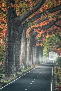 Forest trees