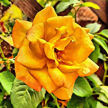 Rose jaune d'or sur Dorothy Berry-Lound