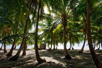 Tropical palm beach