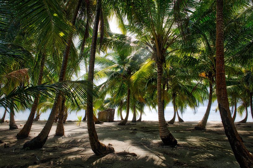 Tropischer Palmenstrand von Roel Beurskens