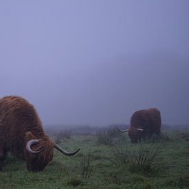 Schottische Hochlandbewohner im Nebel von peter meier