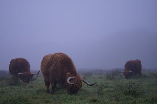 Scottish Highlanders in the fog by peter meier