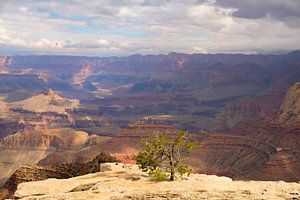 Big things often have small beginnings, Grand Canyon sur Colin Bax