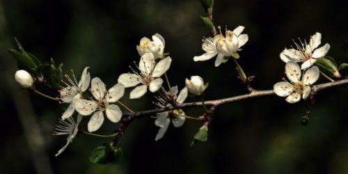 Spring 's nachts