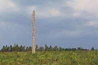 Un arbre mort dans un paysage ardennais par Kristof Lauwers Aperçu
