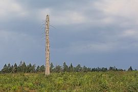 Dead tree in an Ardennes landscape by Kristof Lauwers