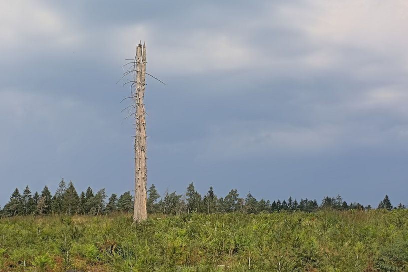 Toter Baum in einer Ardennenlandschaft von Kristof Lauwers