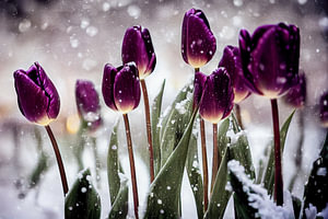 Tulpen im Schnee, Art Illustration 03