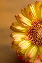 Sunny side by Cathy Php thumbnail
