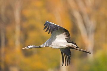 Erwachsener Kranichvogel fliegt über ein Feld mit einem Wald im Hintergrund