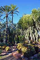 Palmbomen en cactussen in park Palmeral in Elche