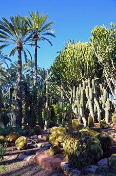Palmbomen en cactussen in park Palmeral in Elche