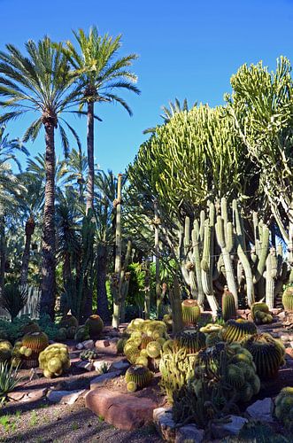 Palm trees rn cacti in park Palmeral in Elche
