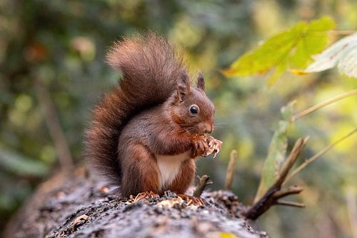 Eekhoorn aan het eten, staart omhoog.
