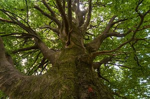 grand arbre