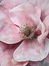 Still Center by annika persson thumbnail