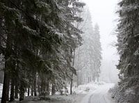 Stille Witte Wereld: Zweeds Winterbos in de Sneeuw