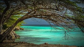 Dividivi Aruba by Harold van den Hurk