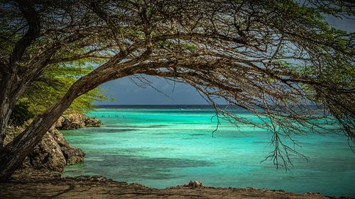 Dividivi Aruba