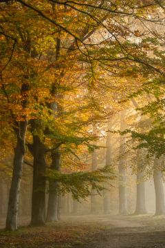 Brouillard dans une forêt d'automne colorée sur Connie de Graaf