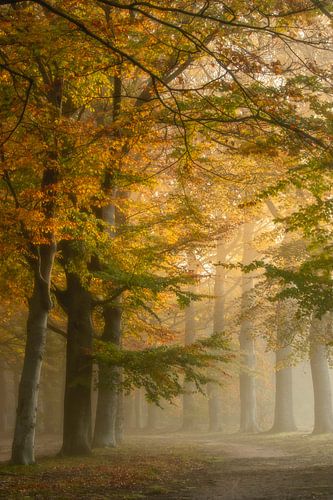 Fog in a colorful autumn forest