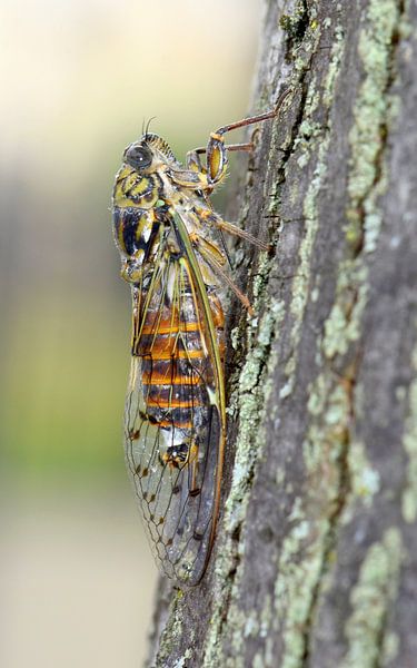 Song Cicada by Wiltrud Schwantz