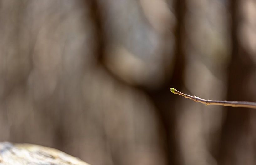 Budding by Percy's fotografie