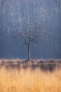 Arbre sur Esmeralda holman