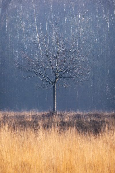 Tree by Esmeralda holman