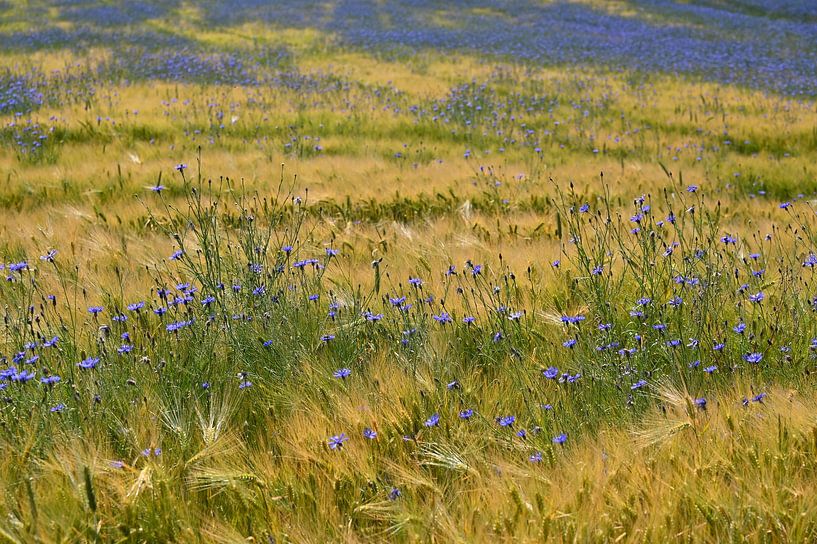 Cornflowers field by Claudia Evans