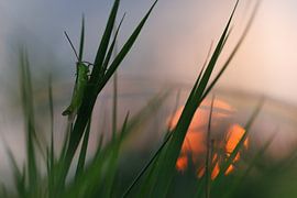 Veldsprinkhaan bij zonsopgang van Maarten Trybou