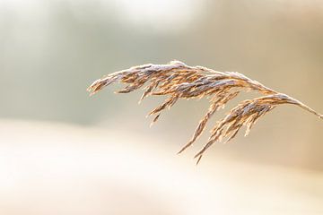 Riet in de winter in Friesland van Lydia